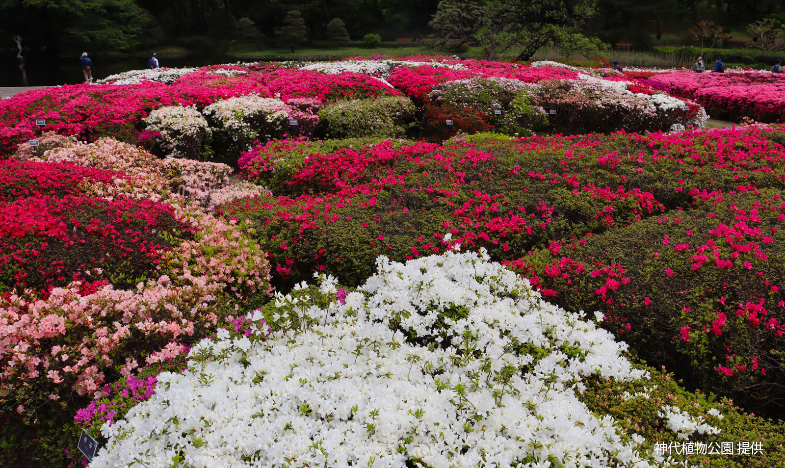 Jindai Botanical Gardens,