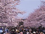 Ueno Sakura Matsuri (Cherry Blossom Festival)