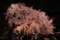Rikugi-en Garden Weeping Cherry Trees