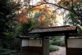Rikugi-en Garden (Autumn Leaves) 1