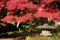 Rikugi-en Garden (Autumn Leaves) 2