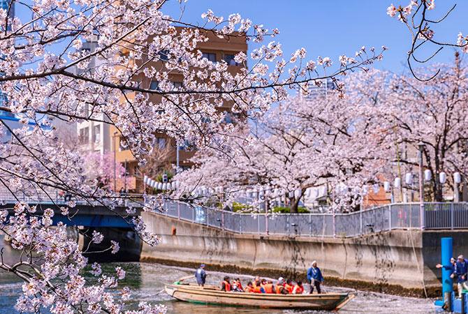 Festival de cerezos en flor Oedo Fukagawa