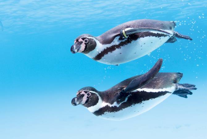 Parque de Vida Marina de Tokio (pingüinos)