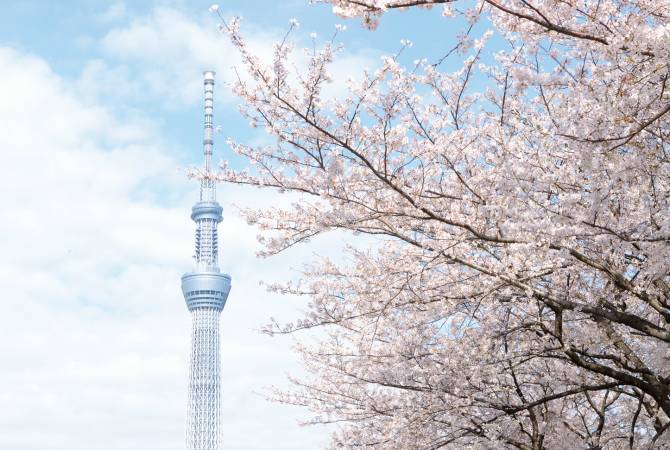 東京晴空塔與櫻花