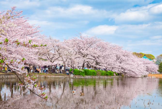 Cerisiers en fleur dans le parc d’Ueno