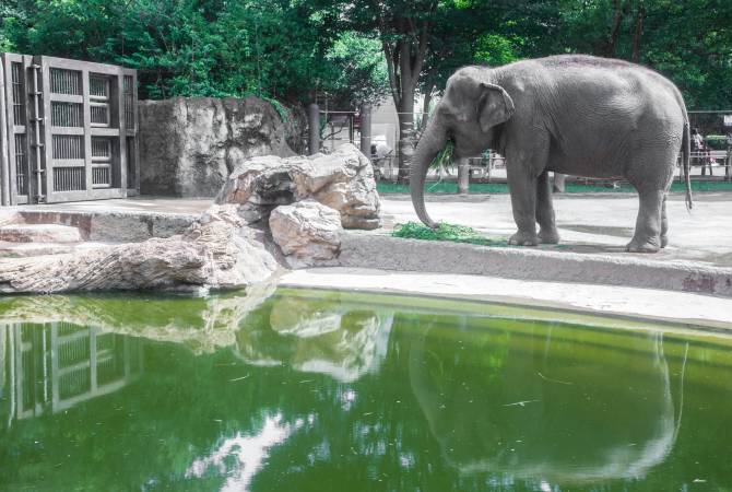 Elefanten im Ueno-Zoo