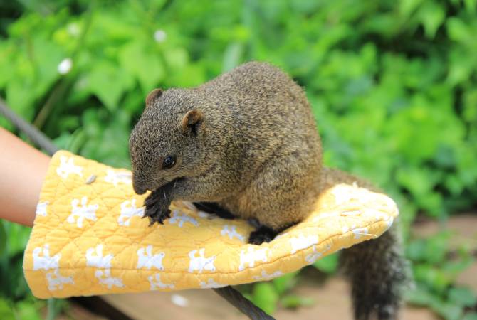 Jardin des écureuils de Machida