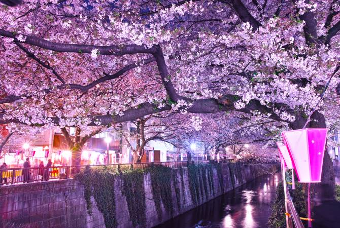 Cerezos en flor a orillas del Río Meguro de noche