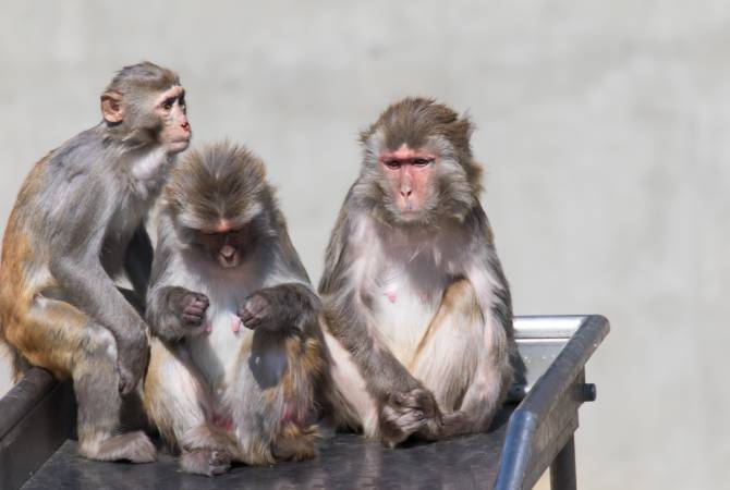 Scimmie nello zoo del parco di Inokashira