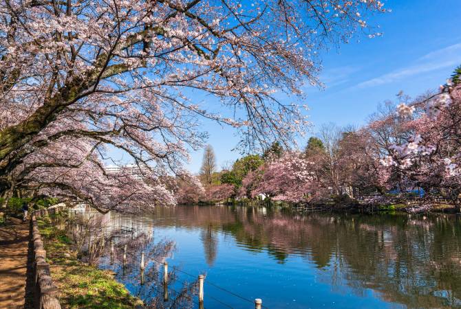 Stagno del parco di Inokashira (fiori di ciliegio)