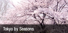 Tokyo by Seasons
