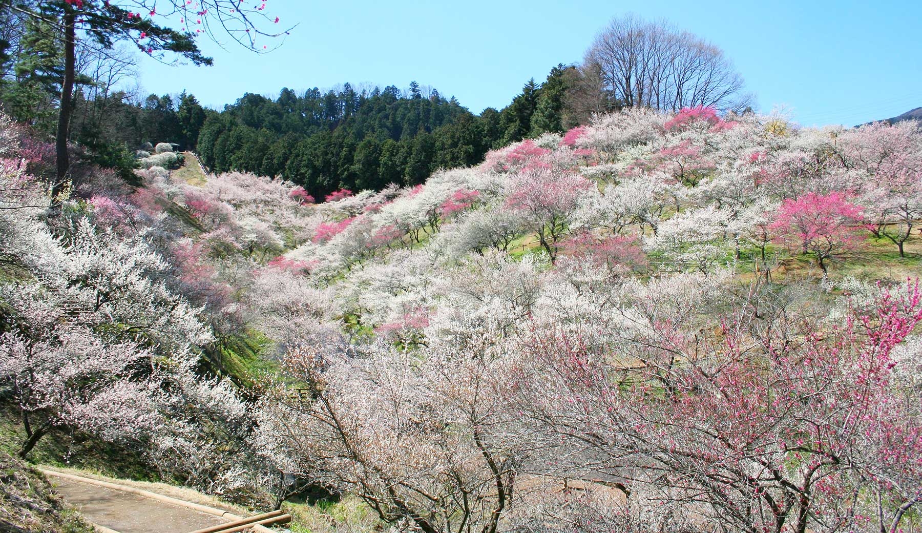伐採前の吉野梅郷の写真。青空の元、起伏のある公園内に白梅・紅梅が大量に咲き誇っている。