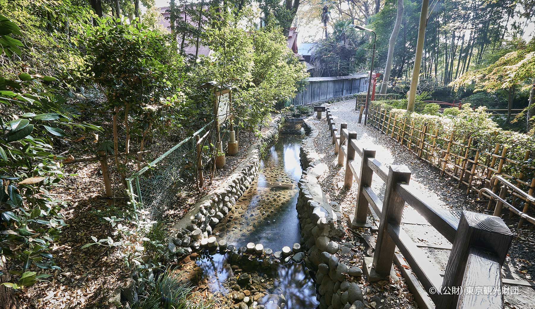 国分寺市の真姿の池湧水群の写真。湧水から流れる水が小川となって小道の脇を流れている。