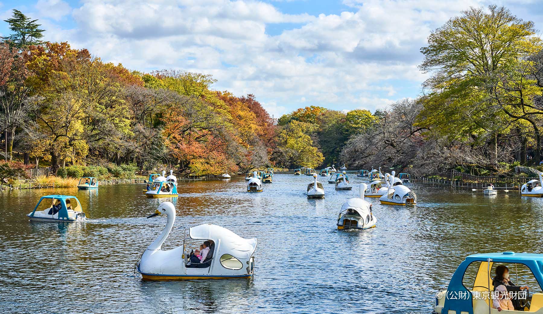 井の頭恩賜公園内にある井の頭池の秋の風景。広い池の周りを色づいた木々が彩っている。水面には白鳥型などのボートが10艘以上浮かび、家族連れなどが池からの風景を楽しんでいる。