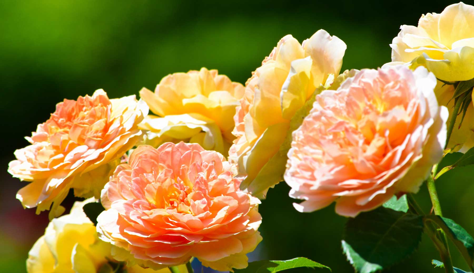 クリーム色とオレンジが入り混じった、花弁の多い八重咲きのバラの花の写真