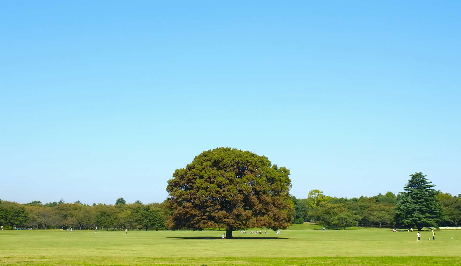 東京都にある国営昭和記念公園の「みんなの原っぱ」の写真。青空の元、広い原っぱの中央にシンボルである大きな木がある。原っぱの周りはさまざまな木々に囲まれ、草の上では人々が思い思いに過ごしている。