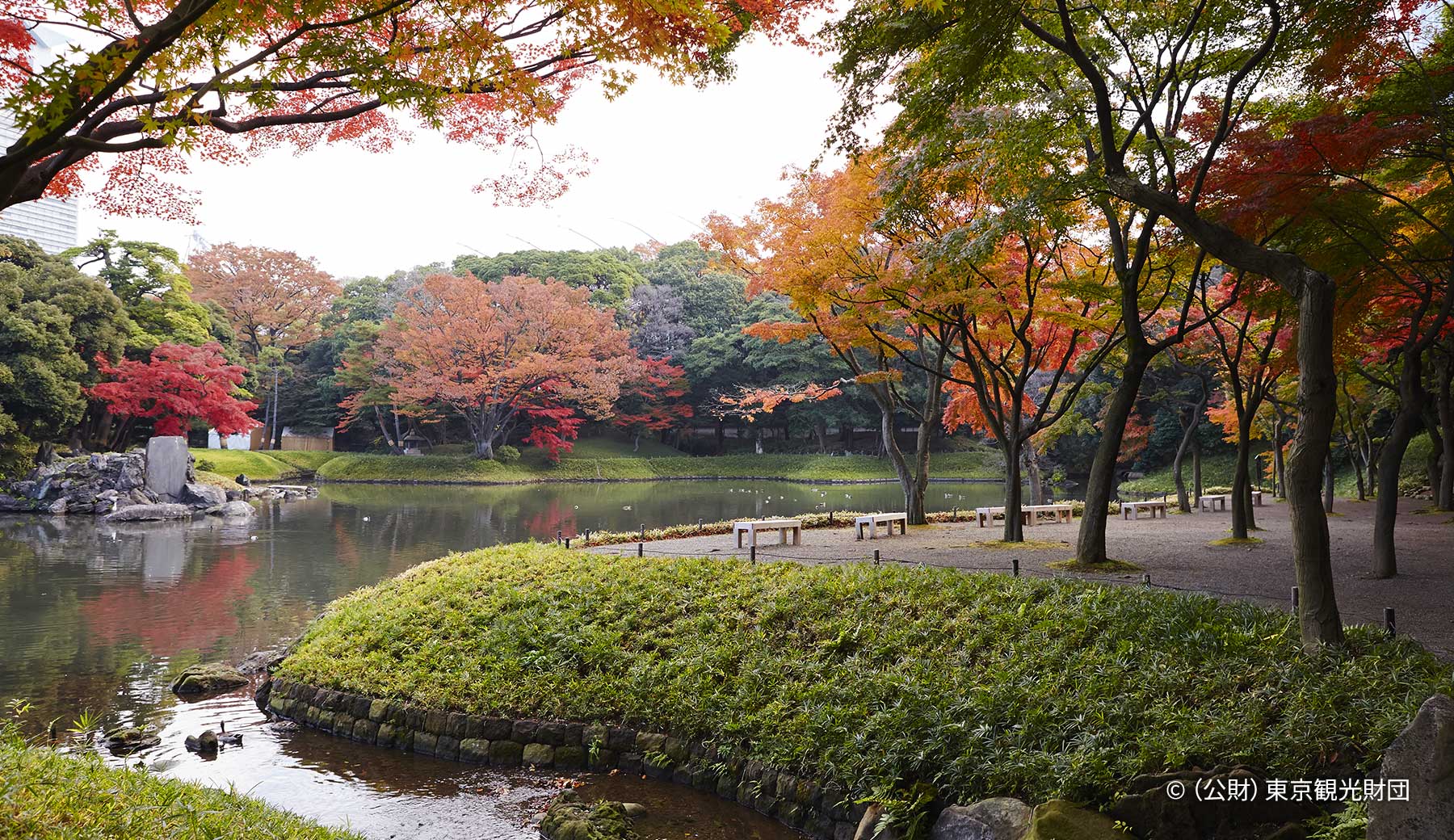 東京都の小石川後楽園の写真。複雑な形の池を囲むように紅葉した木々が立ち並んでいる。