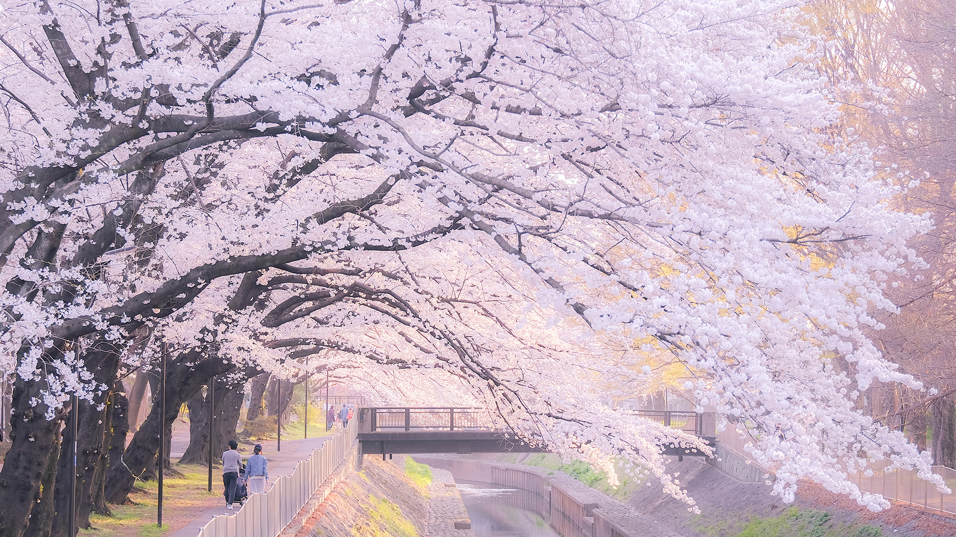 东京河岸赏樱—尽染樱花粉的春日河川_东京旅游官方网站GO TOKYO