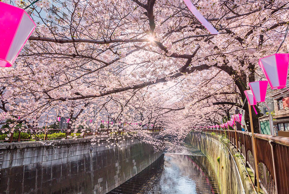 目黑川樱花