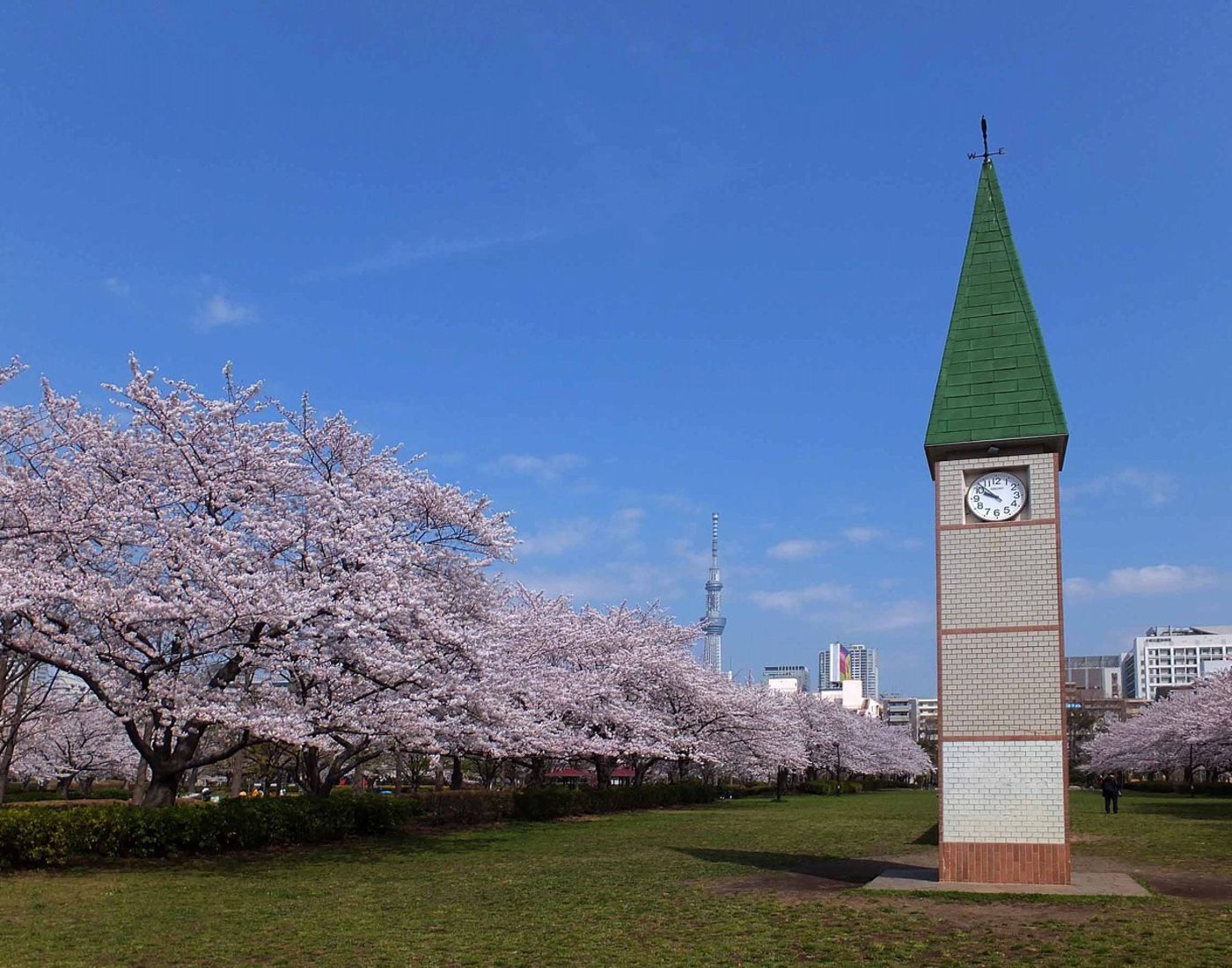 D1 东京浅草寺&上野公园盛开的樱花🌸|上野公园|浅草寺|D1_新浪新闻
