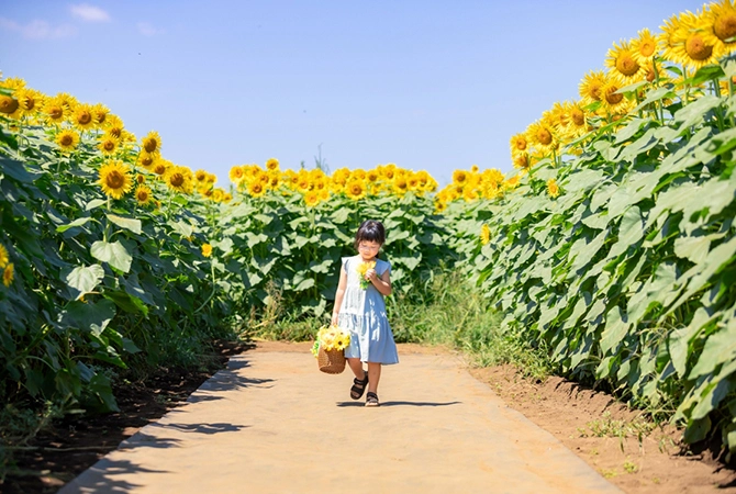 清濑向日葵节_东京旅游官方网站GO TOKYO