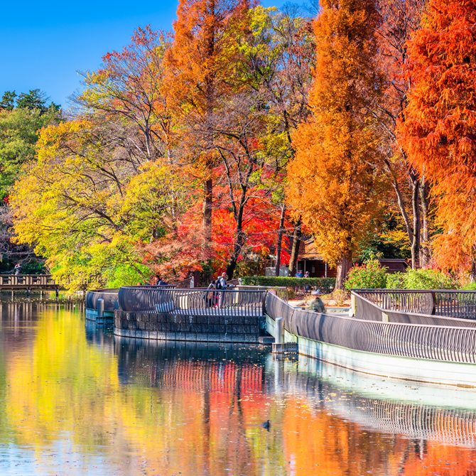 造访东京的最佳时间 各具魅力的四季美景 东京旅游官方网站go Tokyo