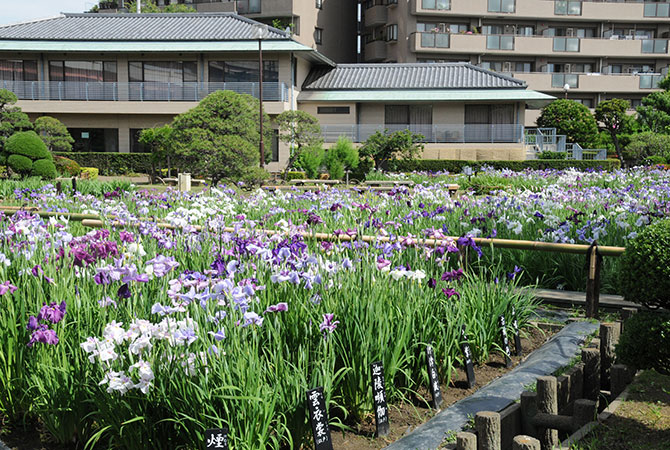 葛饰菖蒲节