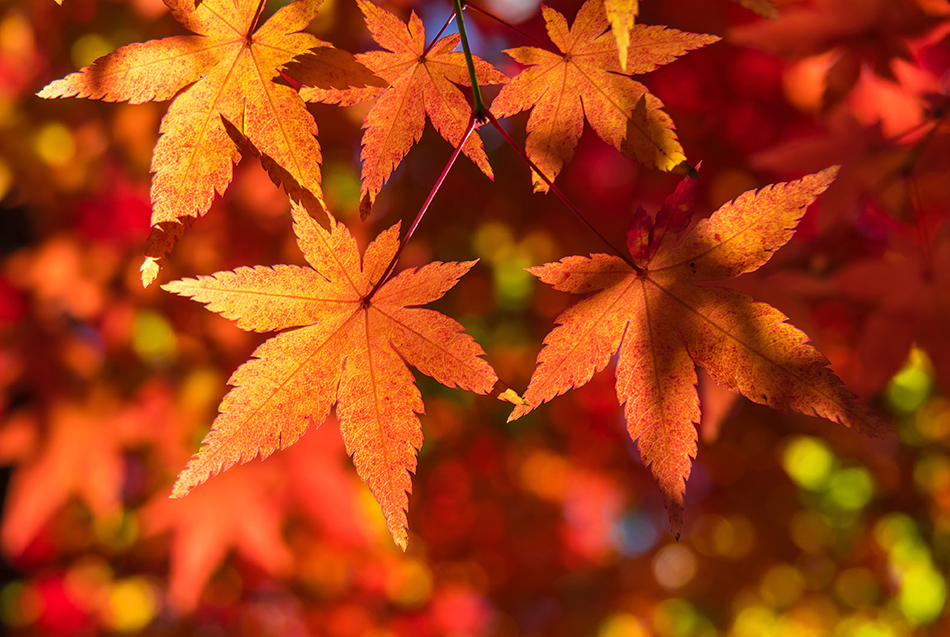 Herbstblätter