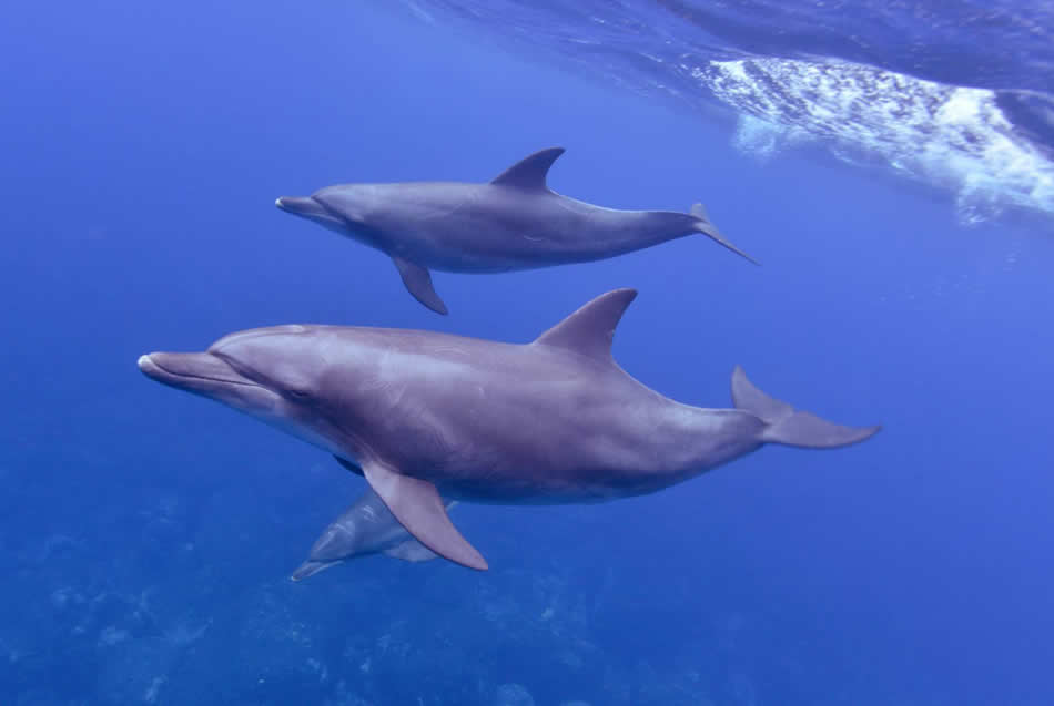 Delfine um die Insel Mikurajima