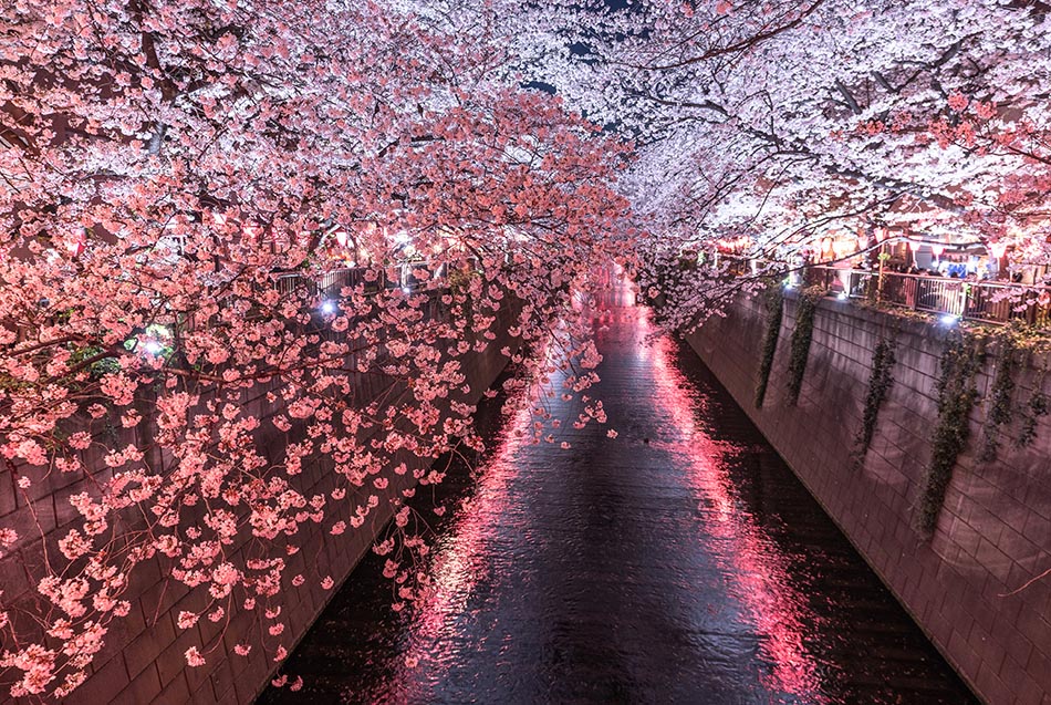 Kirschblütenfest Nakameguro Sakura-matsuri