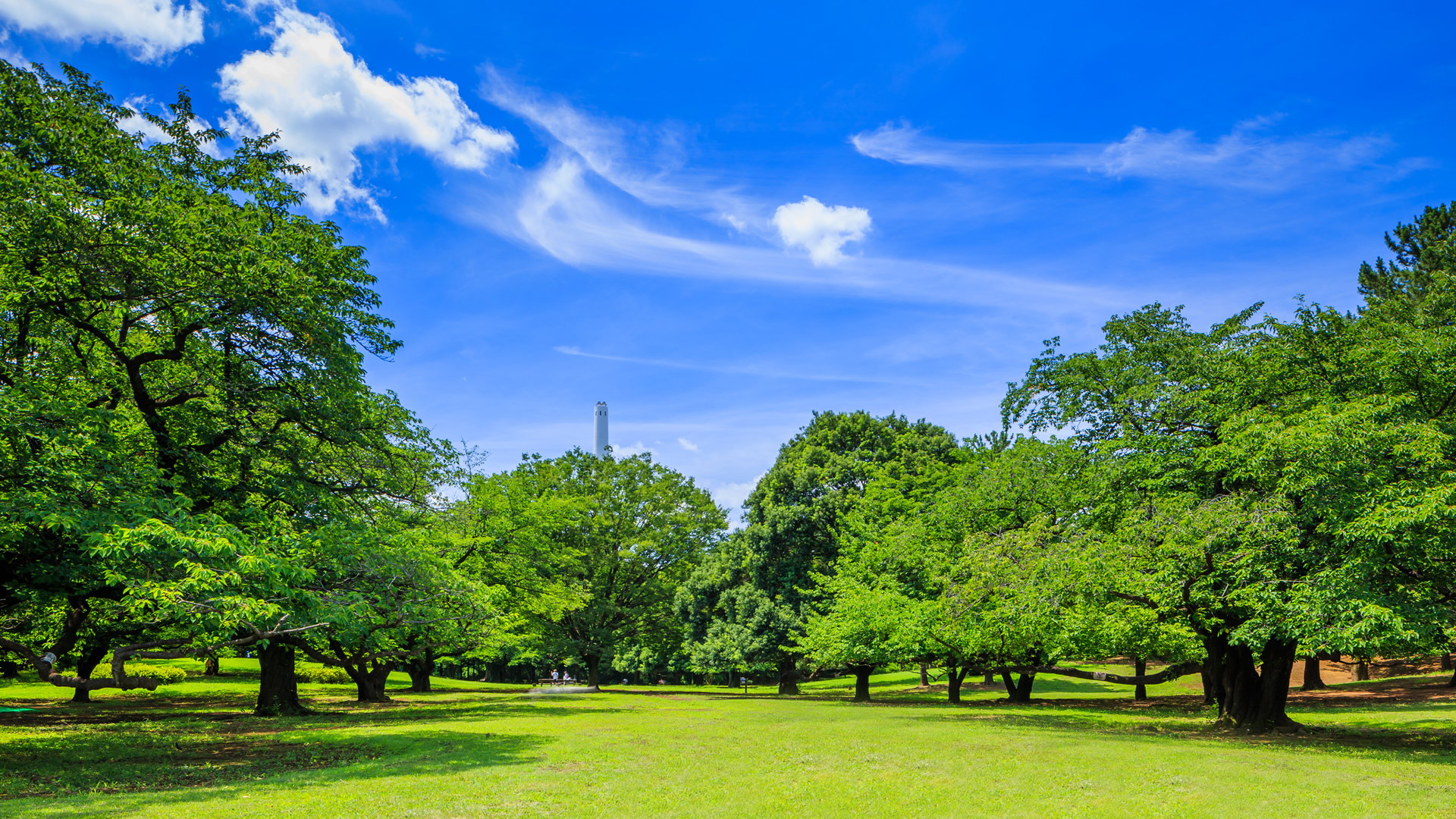 35,800+ Rainy Park Stock Videos and Royalty-Free Footage - iStock | Rainy  park bench