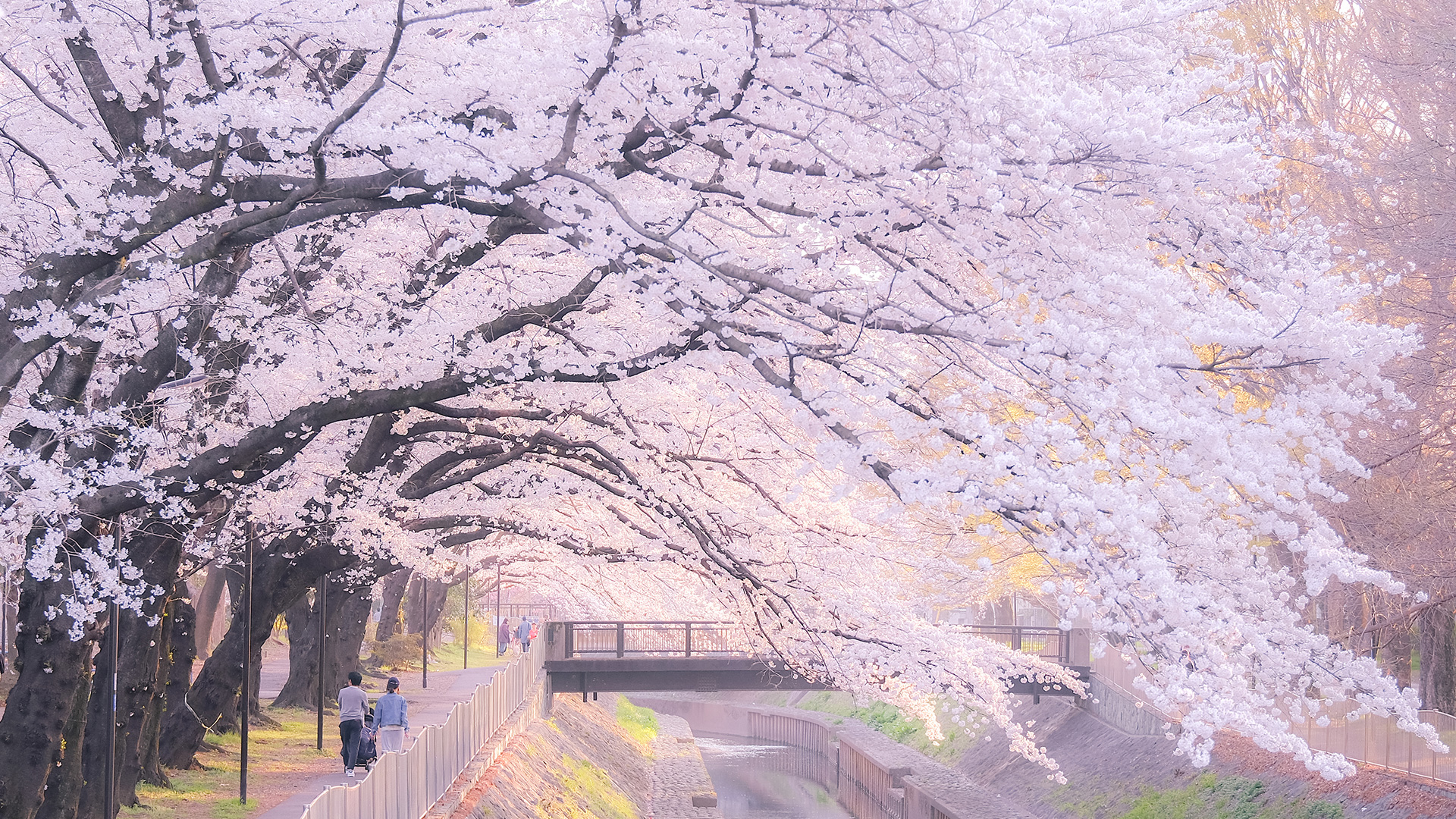 Fireflies Cherry Blossom