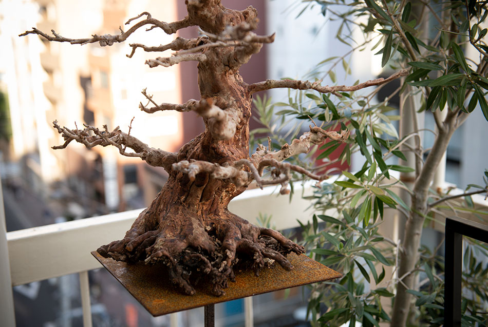Resuscitare un bonsai: come recuperare un esemplare ormai morto