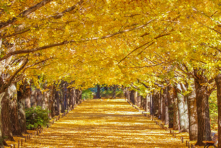 Kunitachi, Tachikawa & Around - Tokyo's biggest park