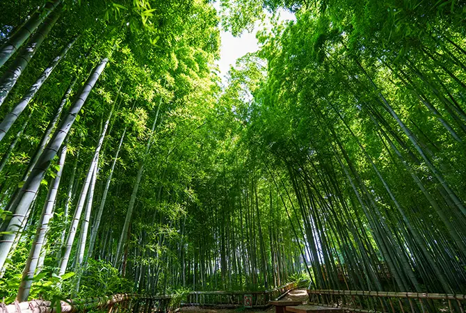 New & Trending／東京の観光公式サイトGO TOKYO