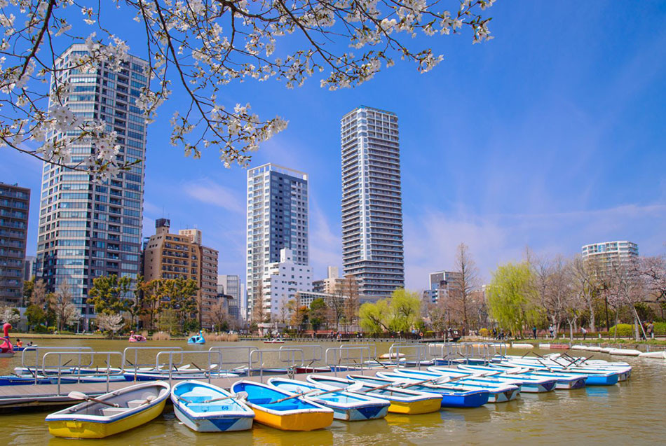 Ueno Park and cherry blossoms