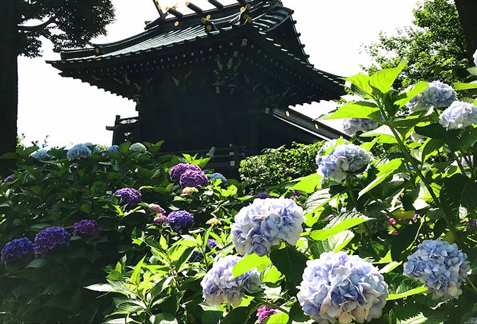 Bunkyo hydrangea festival