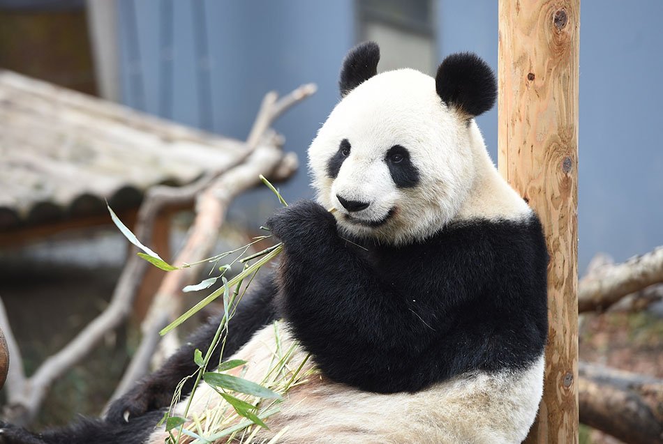 The giant pandas at Ueno Zoo