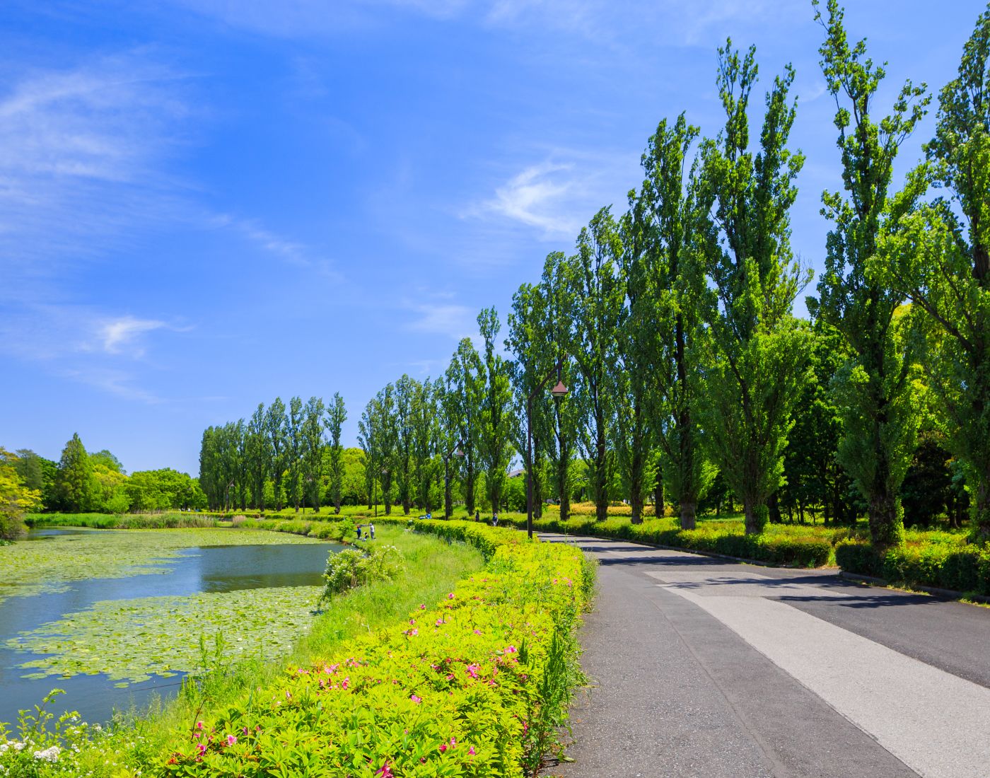 水元公园 东京旅游官方网站go Tokyo