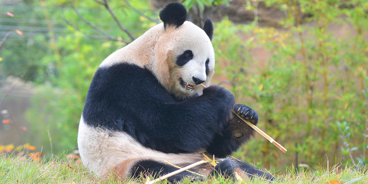 東京都恩賜上野動物園 東京旅遊官方網站go Tokyo