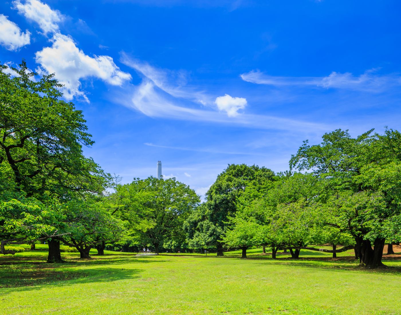 光が丘公園 東京の観光公式サイトgo Tokyo