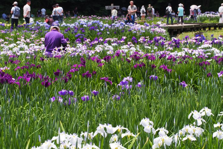 Fukiage Iris Park The Official Tokyo Travel Guide Go Tokyo Fukiage Iris Park The Official Tokyo Travel Guide Go Tokyo