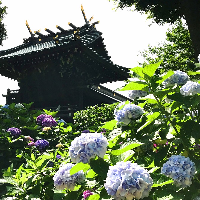 The 36th Bunkyo Hydrangea Festival Ajisai Matsuri The Official Tokyo Travel Guide Go Tokyo