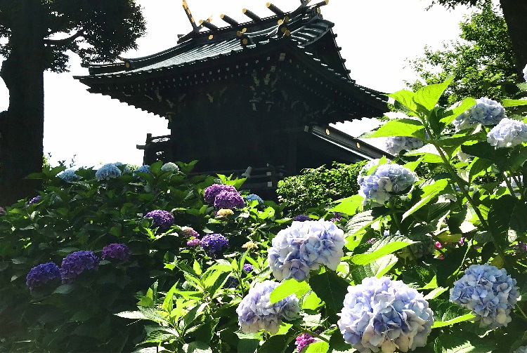 The 36th Bunkyo Hydrangea Festival Ajisai Matsuri The Official Tokyo Travel Guide Go Tokyo