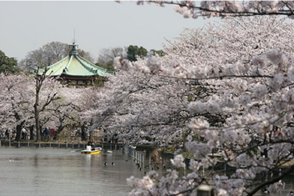 Ueno Sakura Matsuri (Cherry Blossom Festival) The Official Tokyo