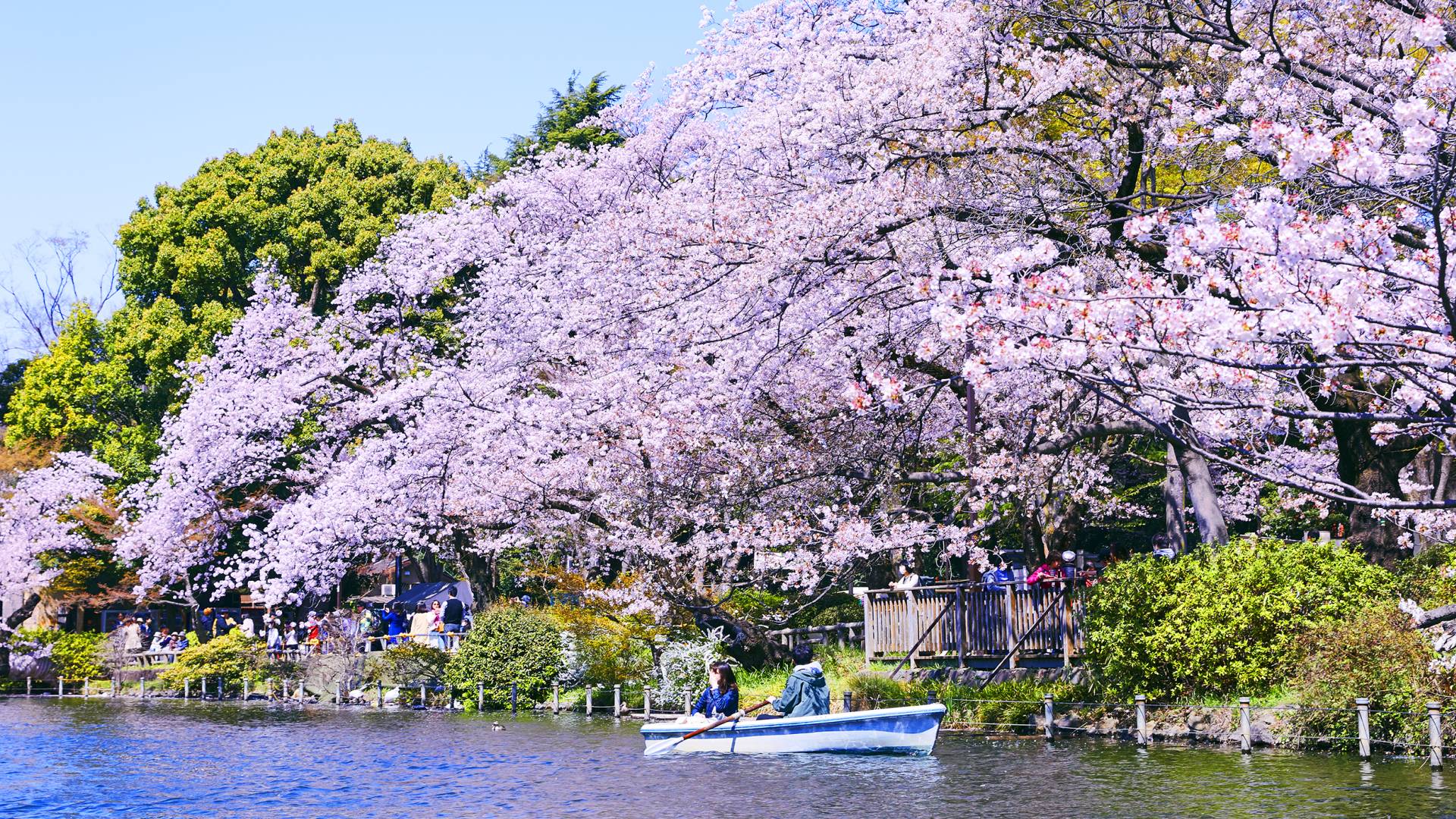 visit tokyo in april