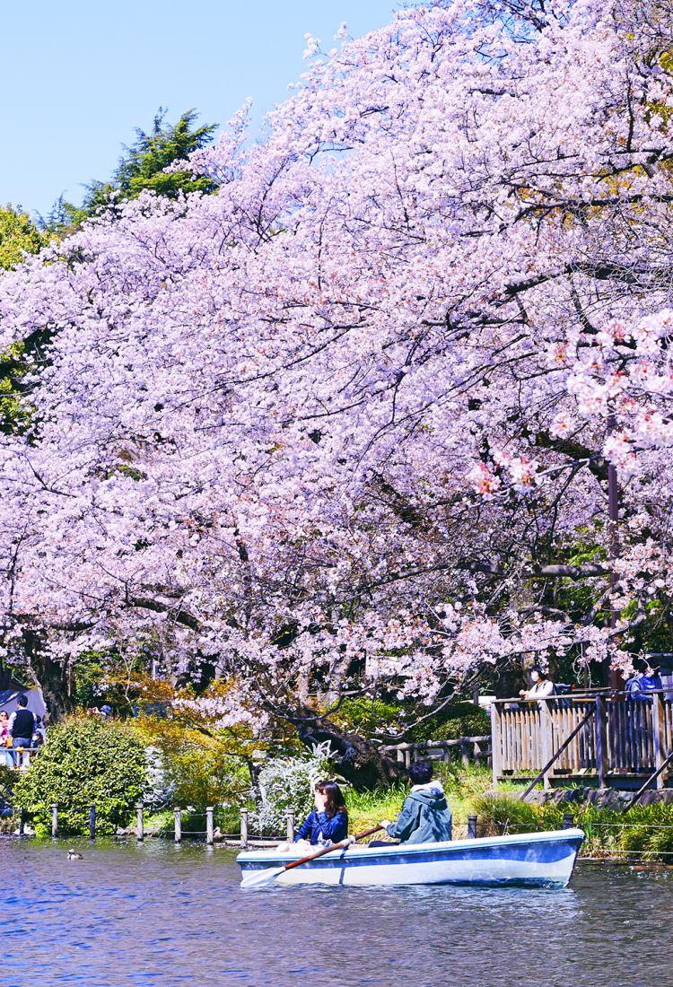 visit tokyo in april