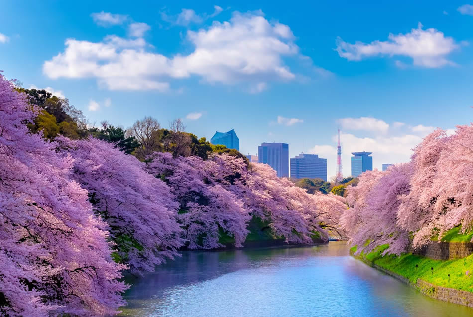 When is The Best Time to Visit Tokyo? - ViaHero