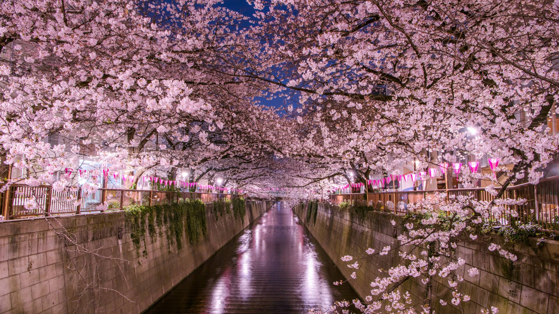 Pink Cherry Blossom with a Pink Base