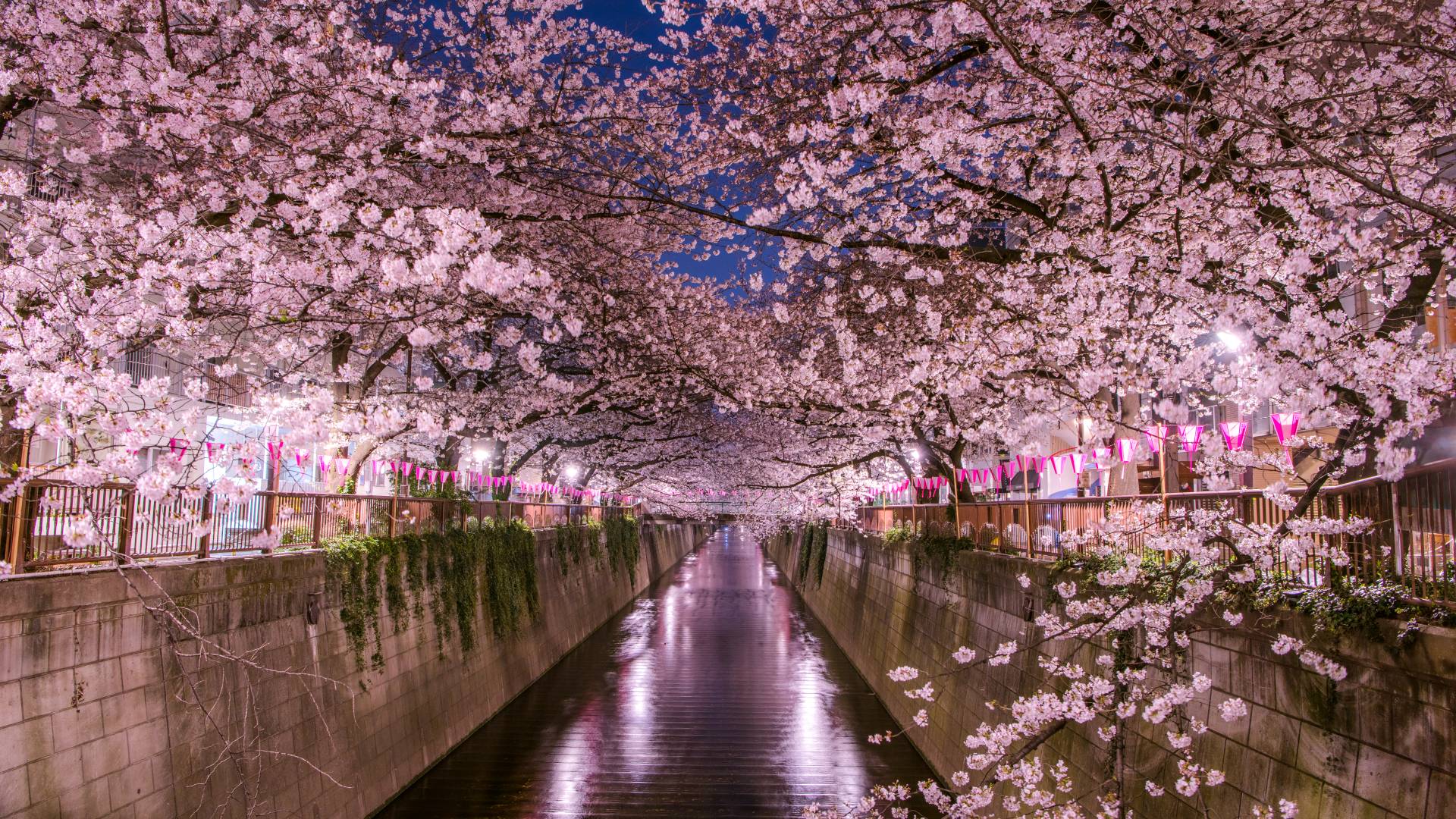 When And Where To See Cherry Blossoms In Tokyo In 2023 GO TOKYO